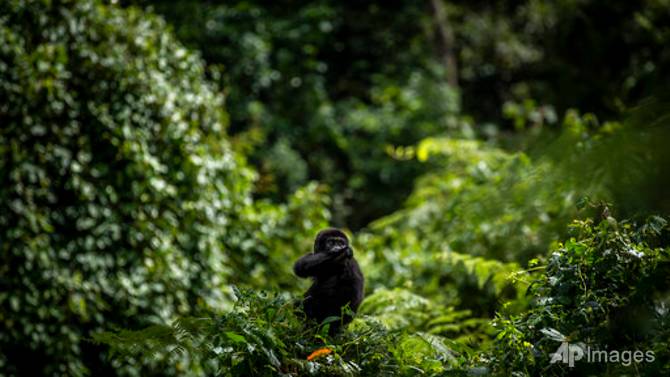 A one-year-old baby mountain gorilla eats leaves from a bush in the forest of Bwindi Impenetrable National Park in southwestern Uganda, Apr 3, 2021. (File photo: AP)
