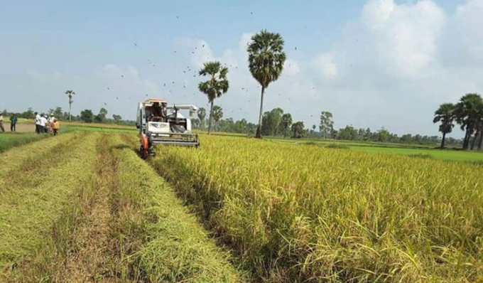 Campuchia được coi là còn nhiều dư địa phát triển lĩnh vực nông nghiệp. Ảnh: Khmer Times