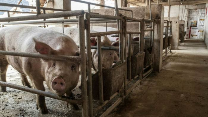 Wholesale pork prices in China have dropped almost 50% this year © Bloomberg