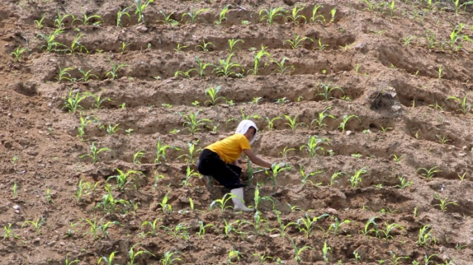 Một nông dân tỉnh Bắc Phyongan chăm sóc ngô vụ mùa năm 2015. Ảnh: Jacky Chen/Reuters