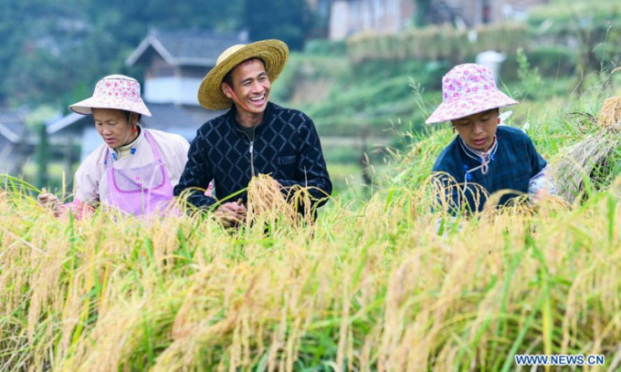 Farmers harvest rice at Jiache Village, Jiabang Township, Congjiang County of southwest China's Guizhou Province, Sept. 19, 2020.Photo:Xinhua