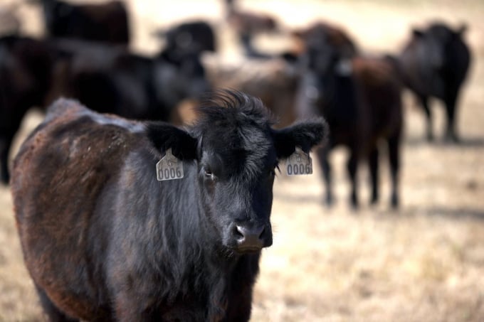 Farmer and rancher groups have complained that meat companies have recorded big profits while farmers’ incomes have taken hits.  PHOTO: JUSTIN SULLIVAN/GETTY IMAGES