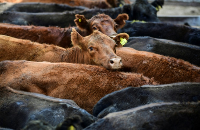 Argentina là nước xuất khẩu thịt bò lớn thứ tư thế giới, và doanh thu từ ngành chăn nuôi bò thịt rất quan trọng đối với nền kinh tế đất nước. Ảnh: AFP