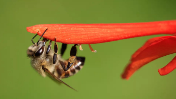 The Cape honeybee worker has been shown to clone itself millions of times. (Image credit: Shutterstock)