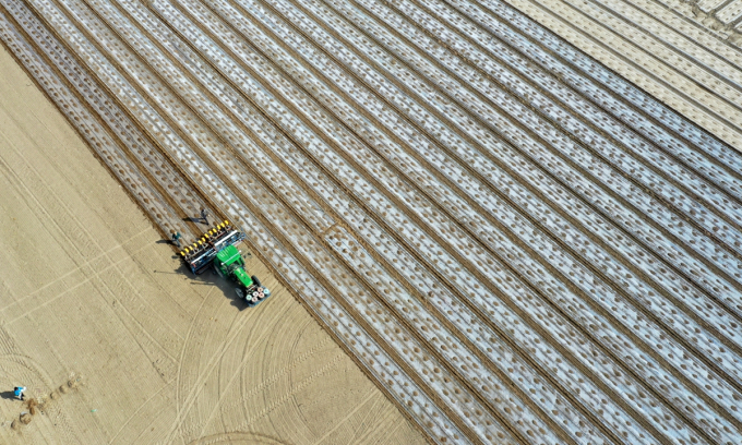 A planter is planting cotton in Northwest China's Xinjiang Uygur Autonomous Region in April. Photo: cnsphoto