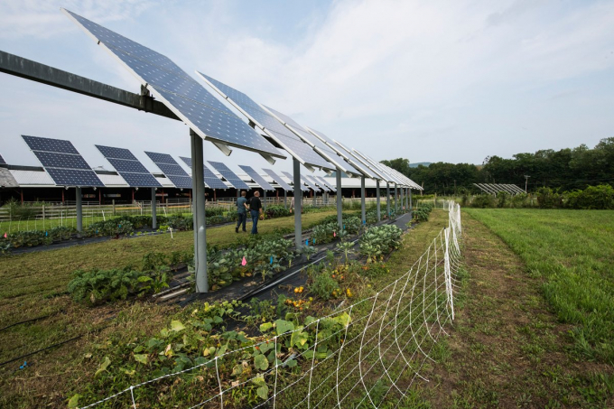 NREL researchers Jordan Macknick and Paul Torcelini, and UMass professor Stephen Herbert survey the test plot at the UMass Crop Animal Research and Education Center in South Deerfield MA. (Photo CC-licensed by the National Renewable Energy Laboratory)