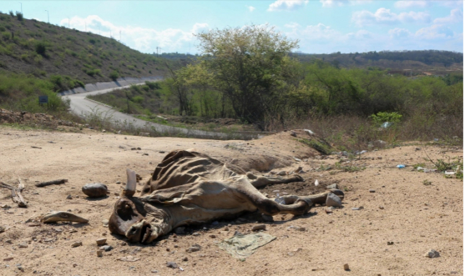 The carcass of a cow is seen on July 1 near the Sanalona reservoir in Mexico, which has low water levels due to a long-term drought across two-thirds of the nation. (RT)