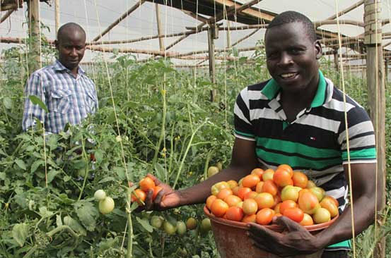 Mr Reuben Maili, assistant farm manager removes tomato products from their farm in Nyakach- Kisumu County. The tomato project was formed three years ago to enlightened farmers on the basics of modern farming on 06.10.2015. Photo: The Standard