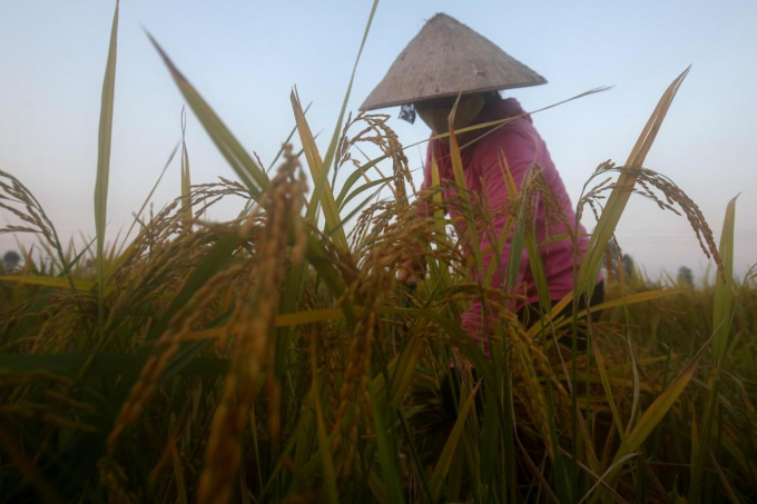 A woman is harvesting rice in a field in Hanoi's outskirts.