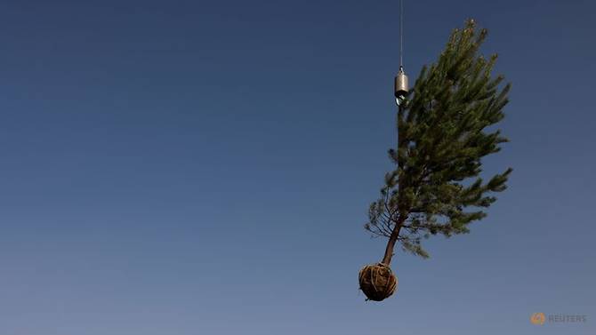A tree is lifted with a crane before being placed on a truck at Toudunying state-owned commercial forest estate in a village near the edge of the Gobi desert, on the outskirts of Wuwei, Gansu province, China, April 16, 2021. Photo: Reuters