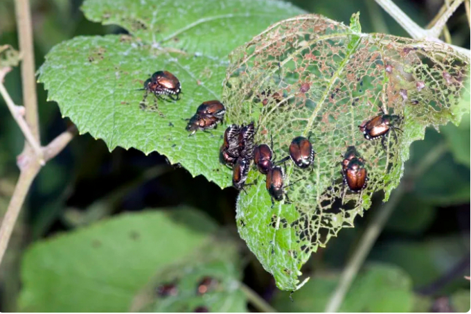 Japanese beetle eat trees in Illinois. Photo: NYT
