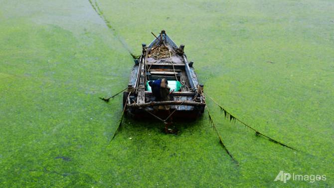 A boat is surrounded by green algae off the coast of Qingdao in eastern China's Shandong province on Jun 17, 2021. Photo: AP