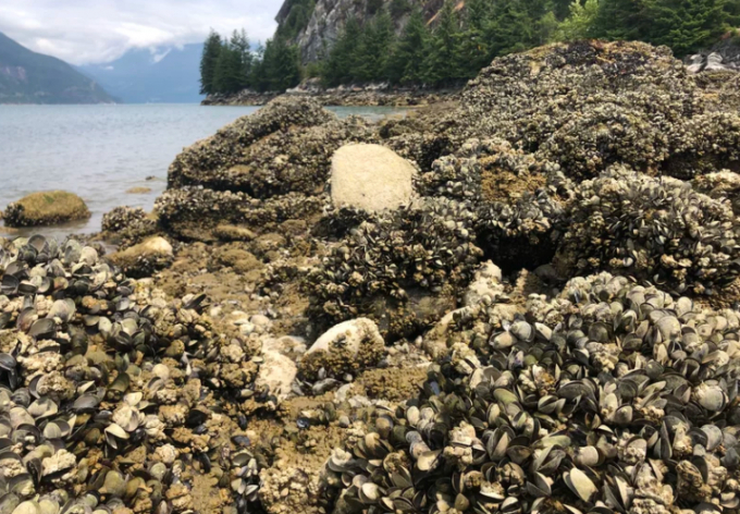 Marine biologist Christopher Harley from the University of British Columbia says he has found hundreds of thousands of dead mussels on one beach alone. Photo: University of British Columbia