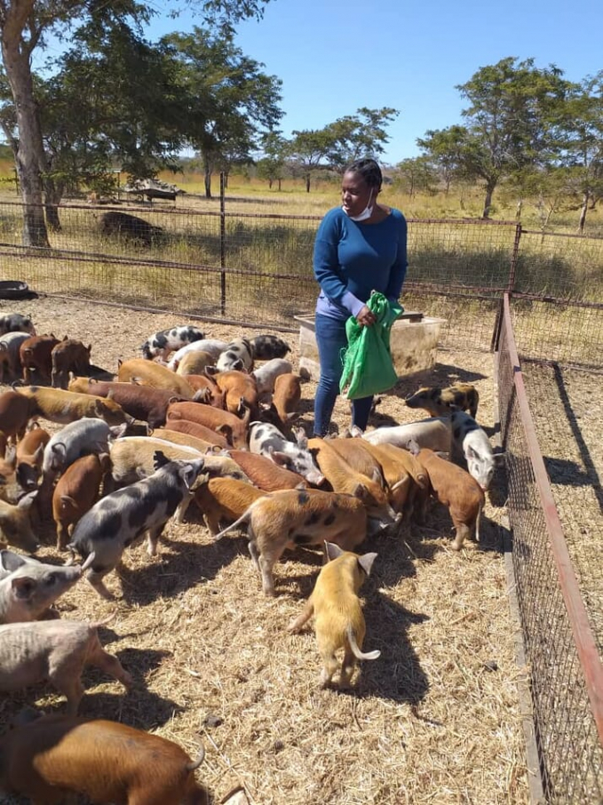 Instead of getting her own boar, she used the PIB’s extension services to get her sows to start production through artificial insemination (AI). Photo: The Pigsite