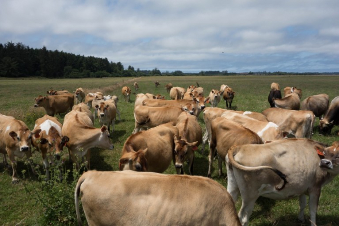 The drought is impacting farmers, livestock, and vegetation. Photo: Getty.