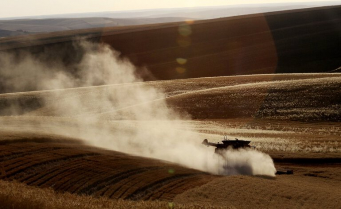 Wheat harvest in Eastern Washington. Observers predict this year’s weather will result in a poor harvest. (File photo, 2016. Photo: The Seattle Times