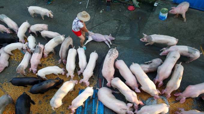 Giá lợn hơi tại Trung Quốc giảm liên tục trong năm nay do dư nguồn cung, làm nhiễu loạn kỳ vọng thị trường. Ảnh: QZ