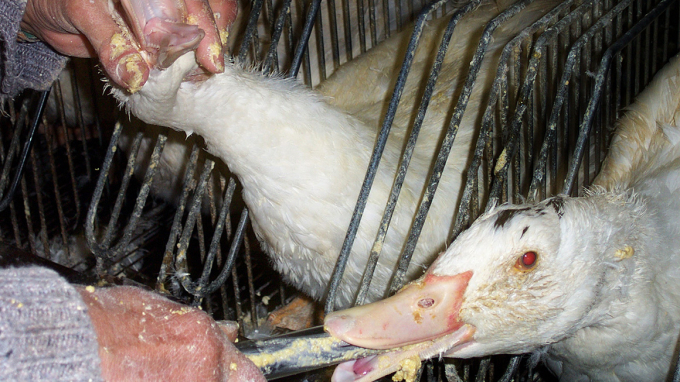 Today, in factory bird farms designed to produce foie gras, geese and ducks are force-fed daily in a cruel way. Photo: SPA