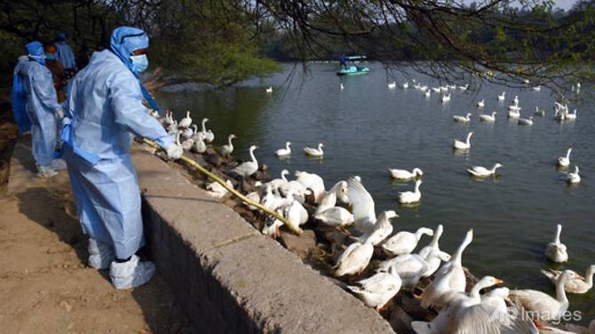 Health workers in protective suits arrive to cull birds following reports of bird flu at the Sanjay Lake Park in Mayur Vihar area of New Delhi, India, on Jan 11, 2021. Photo: AP