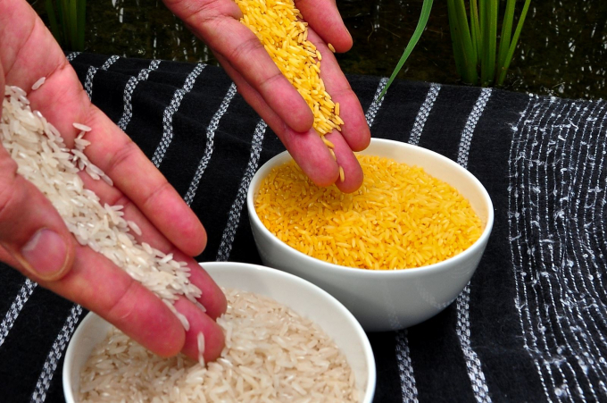 Giống lúa 'gạo vàng' được tạo ra bằng cách chèn 3 gen từ cây trồng khác (1 gen từ vi khuẩn và 2 gen còn lại từ cây thủy tiên hoa vàng) vào trong bộ gen cây lúa tạo ra  hàm lượng beta-carotene có thể chuyển hóa thành Vitamin A chống mù lòa. Ảnh: Getty