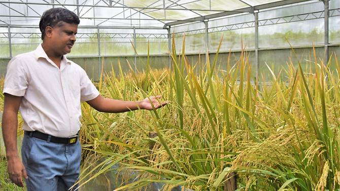 This handout photo taken in July 2021 shows golden rice breeder Mallikarjuna Swamy examining golden rice at the IRRI transgenic screenhouse in Los Banos, Laguna province, south of Manila. Photo: AFP