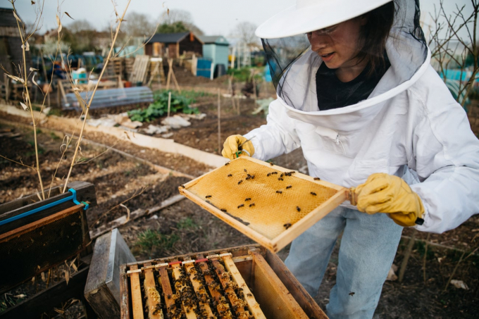 Each beehive can consume 250 kilos of nectar and 50 kilos of pollen – putting pressure on scarce resources. Photo: Alexander Turner