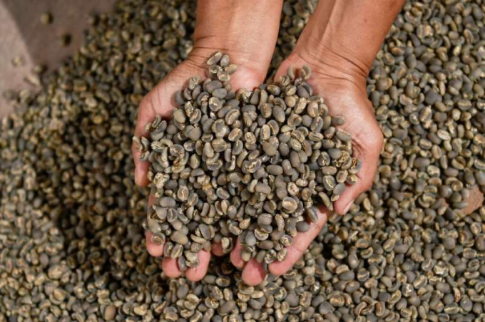 Giá cà phê arabica tăng vọt lên mức cao nhất kể từ năm 2014. Ảnh: Phys.org