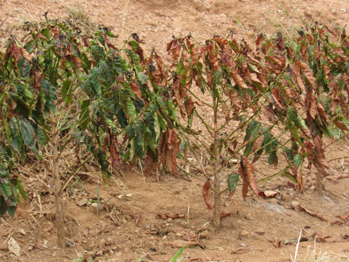 The drought at the beginning of the year and the current frost caused heavy damage to many major coffee-producing regions in Brazil.