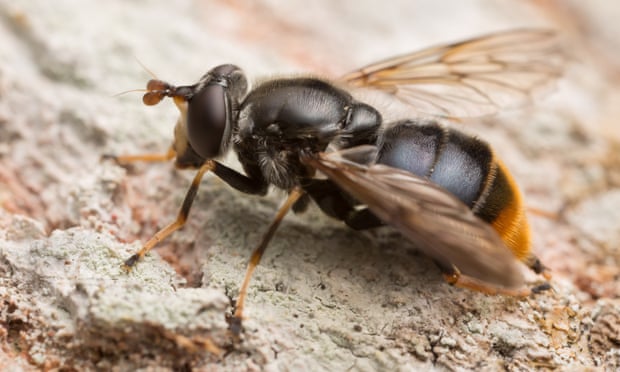 The pine hoverfly, the UK’s rarest insect. Photo: Henrik_L/Getty Images