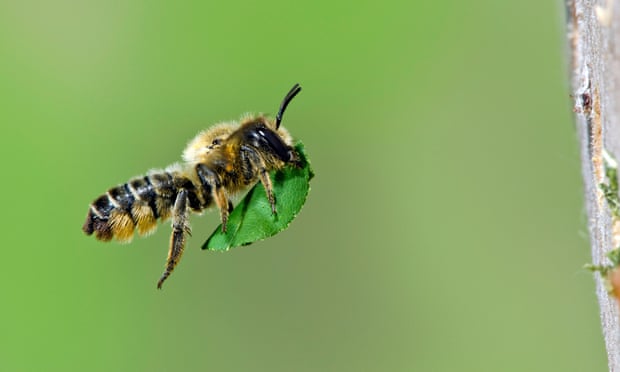 A leafcutter bee in Hertfordshire. Photo: Nature Picture Library