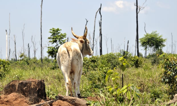 Vast areas of the Amazon rainforest are being burned and cleared for grazing cattle — a double blow to global warming, as cattle produce methane and cleared forests release carbon into the atmosphere. Photo: Florian Kopp/Shutterstock