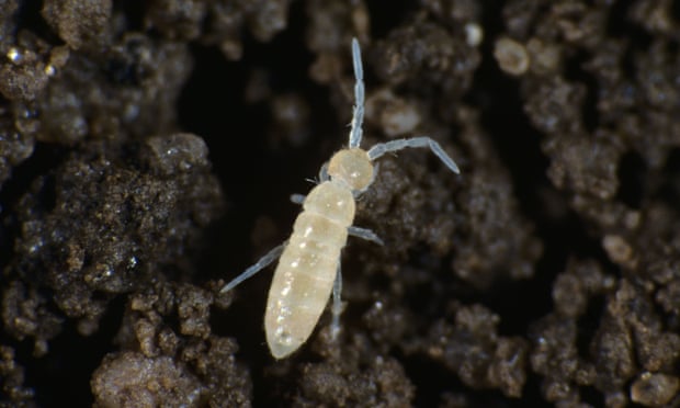 An adult springtail. Photo: Nigel Cattlin/Alamy