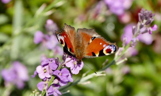  A peacock butterfly in an Oxfordshire garden. Photo: Geoffrey Swaine/Rex/Shutterstock