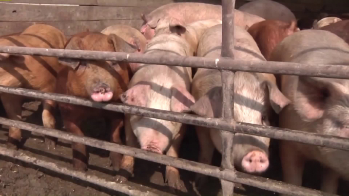 Lynch Livestock, based in Waucoma, Iowa, has been ordered to stop recording false weights for hogs delivered to its buying stations. Photo: Getty