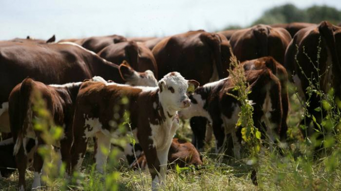 Animal husbandry is among the factors that are part of a metric developed by the Sustainable Food Trust. Photo: Chloe Edwards