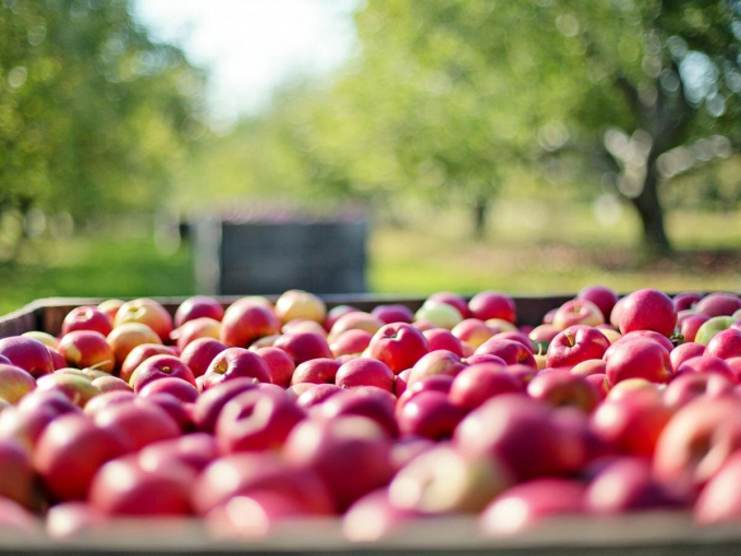 Picked apples on orchard. Photo: Jill Wellington from Pixabay