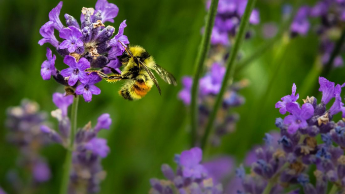 Increase native pollinating insect populations by planting wildflowers in your garden. Photo:  Jenna Lee