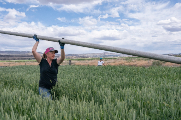 A farmer moves an irrigation pipe through a field of triticale in California. Photo: AP