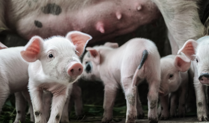 A pig farm. Photo: Vegnews