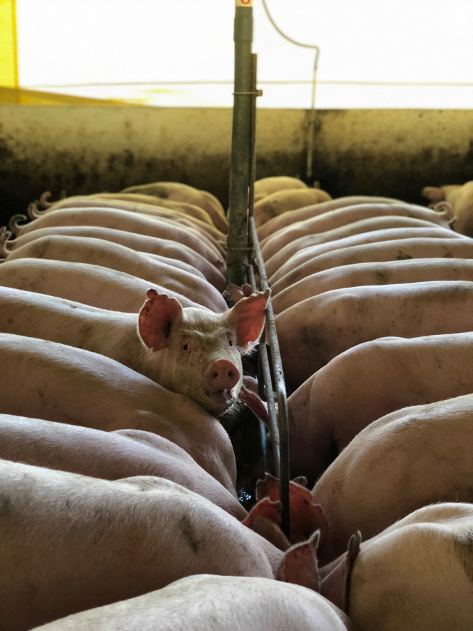 An industry pig-farm. Photo: Vegnews