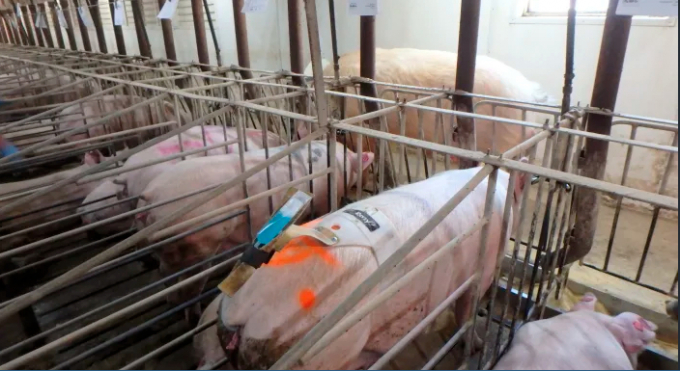 In this undated photo provided by Dwight Mogler shows some breeding eligible gilts (young breeding females), on his farm in Alvord, Iowa. At the beginning of next year, California will begin enforcing an animal welfare proposition approved overwhelmingly by voters in 2018 that requires more space for breeding pigs, egg-laying chickens and veal calves. In Iowa, which raises about one-third of the nation's hogs, farmer Dwight Mogler estimates the changes would cost him $3 million and allow room for 250 pigs in a space that now holds 300. Photo: Janae Metzger/Pig Hill Farms via AP