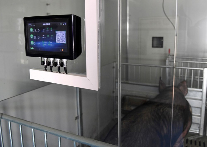 An automatic temperature and humidity controller at a pig farm in Jiaxing, Zhejiang Province, earlier in April. Photo: Wang Gang/China News Service/Getty Images