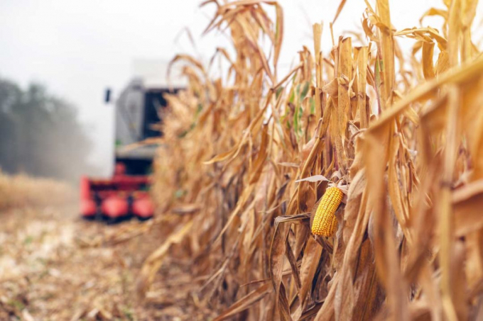 Brazil corn exports forecast to fall. Photo: Adobe stock