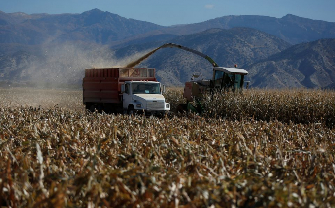 Corn is harvested at the Kenison Farms in Levan, Utah, October 5, 2013. Photo: REUTERS