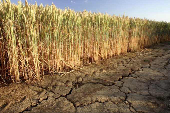 The dry weather has caused yield and quality losses. Photo:  Adobe stock