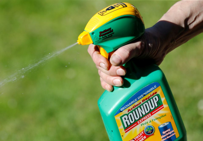 A man uses a Monsanto's Roundup weedkiller spray containing glyphosate in a garden in Bordeaux, France, June 1, 2019. Photo: Reuters