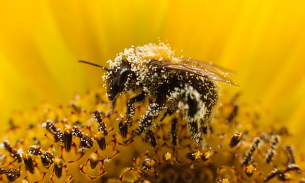 Một con ong đang thu phấn hoa từ cây hoa hướng dương. Ảnh: Reuters