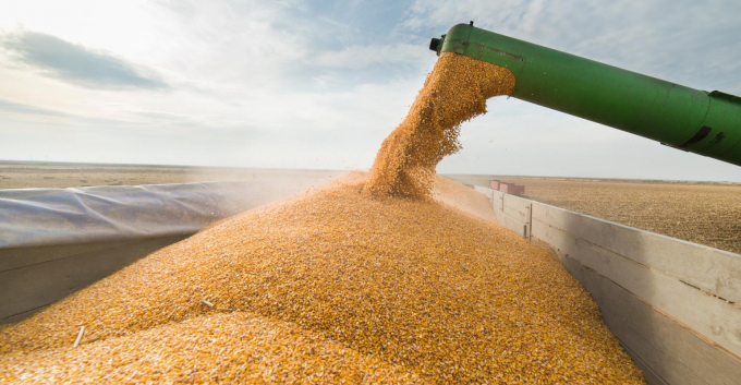 Crop supplies likely to remain tight amid rising global demand. Photo: FF