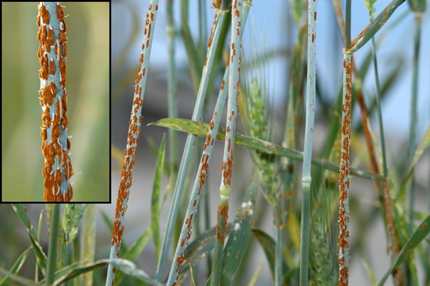 Black stem rust biology and threat to wheat growers. Photo: USDA