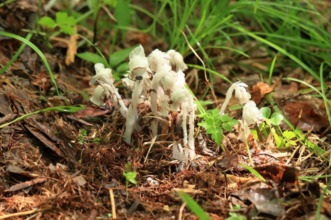 Cheilotheca humilis, một loài thực vật quý hiếm toàn thân có màu trắng bạch. Ảnh: Chinadaily